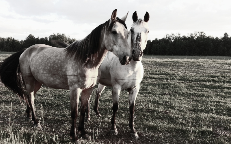 2 cavalos morrem e 83 pessoas sofrem insolação no tradicional festival de cavalos em Soma