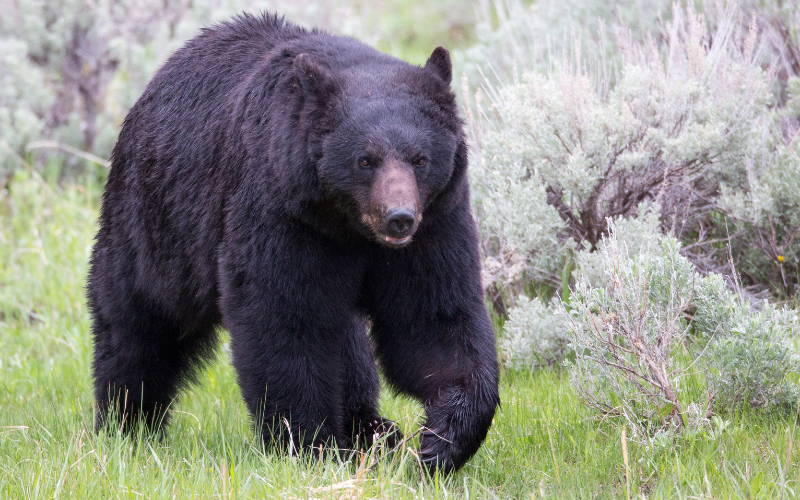 Casal de idosos é atacado por urso-negro na província de Niigata
