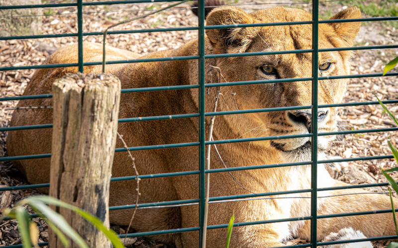 Funcionário de zoológico morre após ser atacado por leão