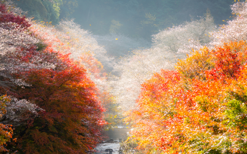 Conheça o único lugar onde as sakuras e as folhas de outono florescem ao mesmo tempo