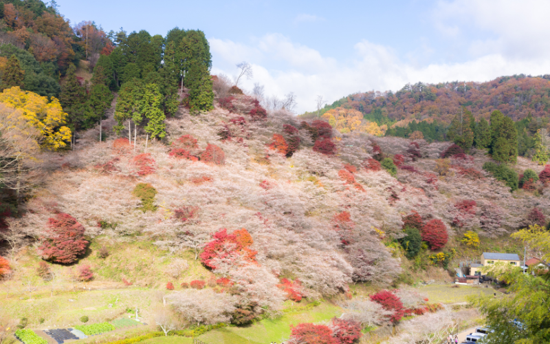 Conheça o único lugar onde as sakuras e as folhas de outono florescem ao mesmo tempo