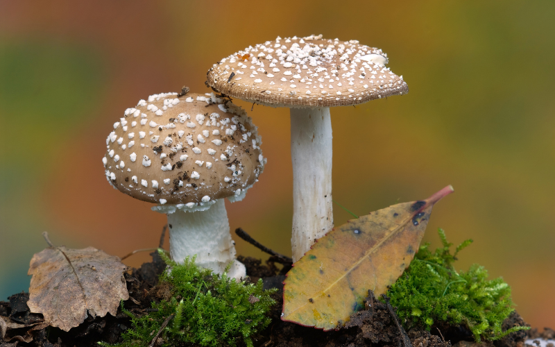 Família sofre envenenamento após comerem cogumelos de um parque no Japão