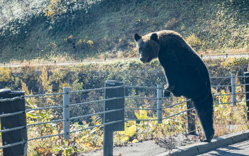 Governo da província de Akita pagará 5.000 ienes para caçadores de ursos