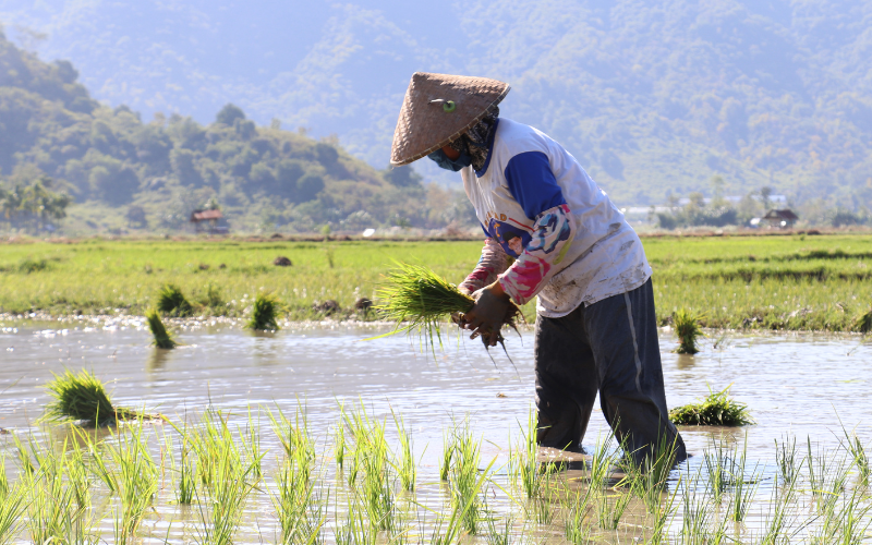 Mais de 1.500 kg de arroz recém-colhido foram roubados de duas fazendas em Ibaraki