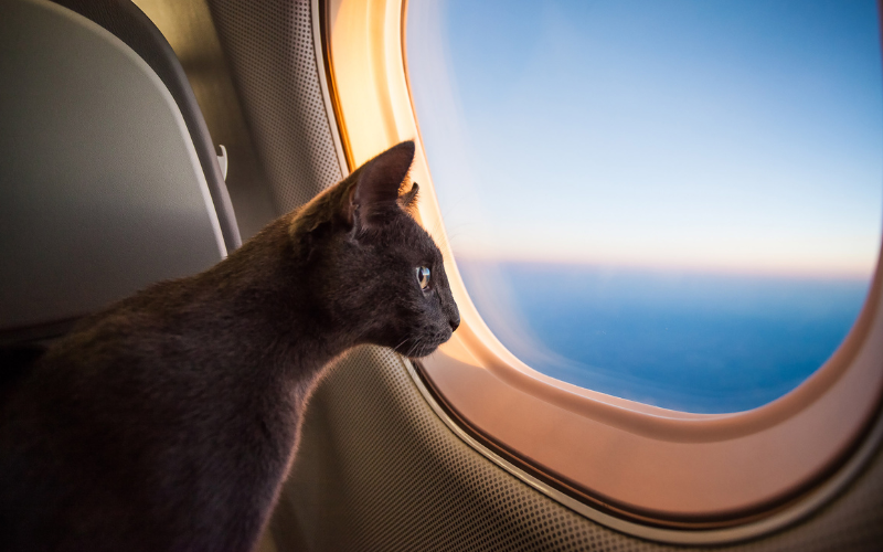 Companhia aérea no Japão permitirá animais de estimação em todos os voos domésticos a partir de janeiro
