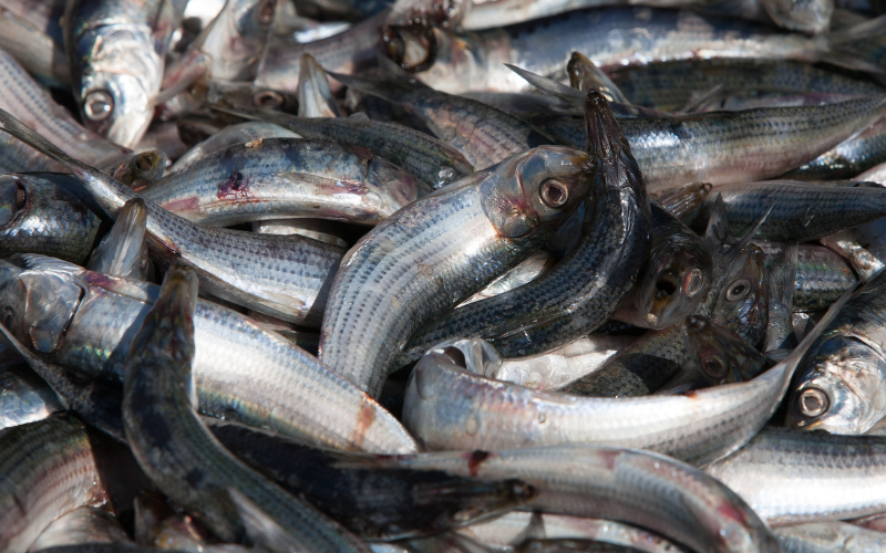 Mais de 30 toneladas de sardinhas aparecem mortas em porto de Mie