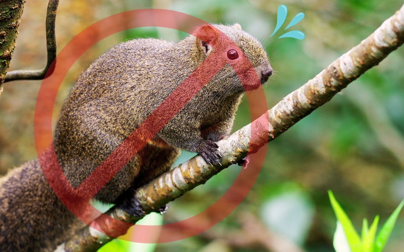 Superpopulação de esquilos serão exterminados em todas as áreas em Kanagawa