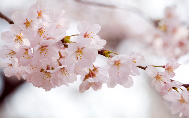 Previsão sakuras 2024: temporada das flores de cerejeiras no Japão deve chegar mais cedo este ano! 