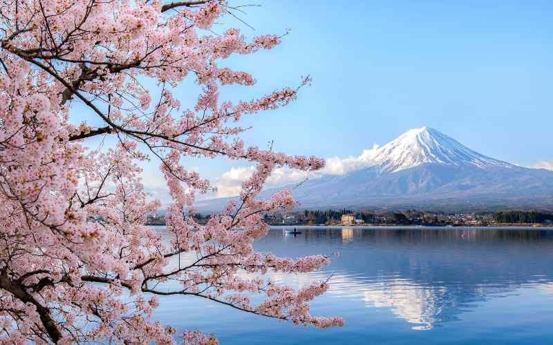 Previsão sakuras 2024: temporada das flores de cerejeiras no Japão deve chegar mais cedo este ano! 