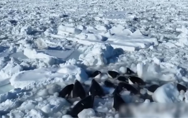 Baleias-assassinas são encontradas presas no gelo flutuante em Hokkaido  