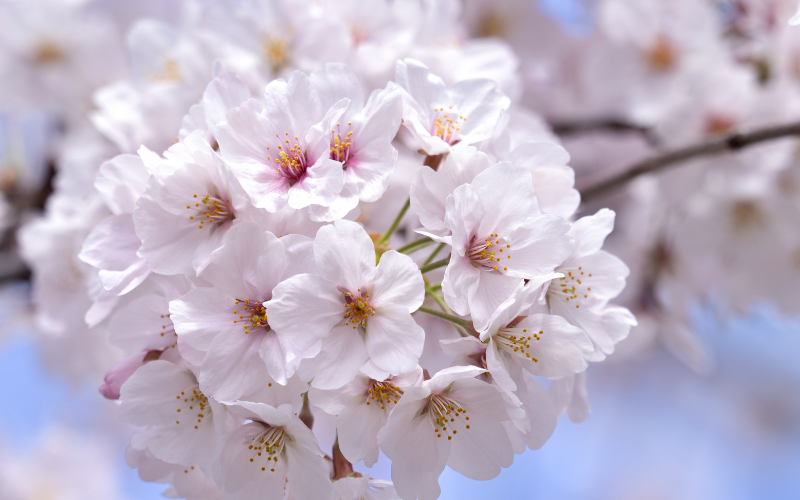 Kochi anuncia o florescimento das primeiras sakuras da temporada! 