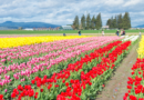 Shiga: 20.000 tulipas estão em plena floração encantando visitantes!