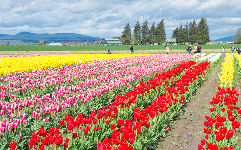 Shiga: 20.000 tulipas estão em plena floração encantando visitantes! 