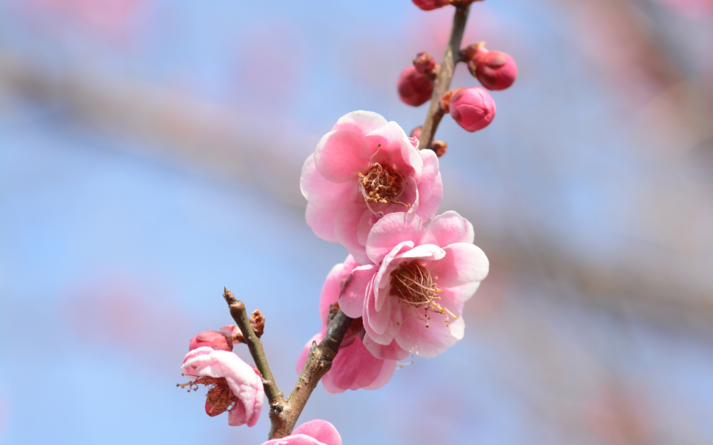 Gifu: conheça o templo com mais de 10.000 hortênsias em plena floração