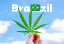 STF descriminaliza posse de maconha para uso pessoal no Brasil: implicações e próximos passos
