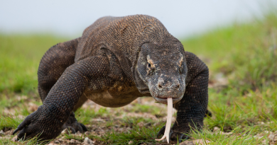 Maior lagarto do mundo: Zoológico de Nagoya estará dando boas-vindas ao dragão de comodo