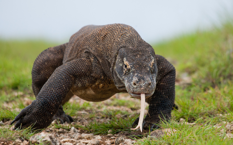 Maior lagarto do mundo: Zoológico de Nagoya estará dando boas-vindas ao dragão de comodo