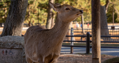 Vídeo de homem chutando os cervos de Nara gera revolta no Japão