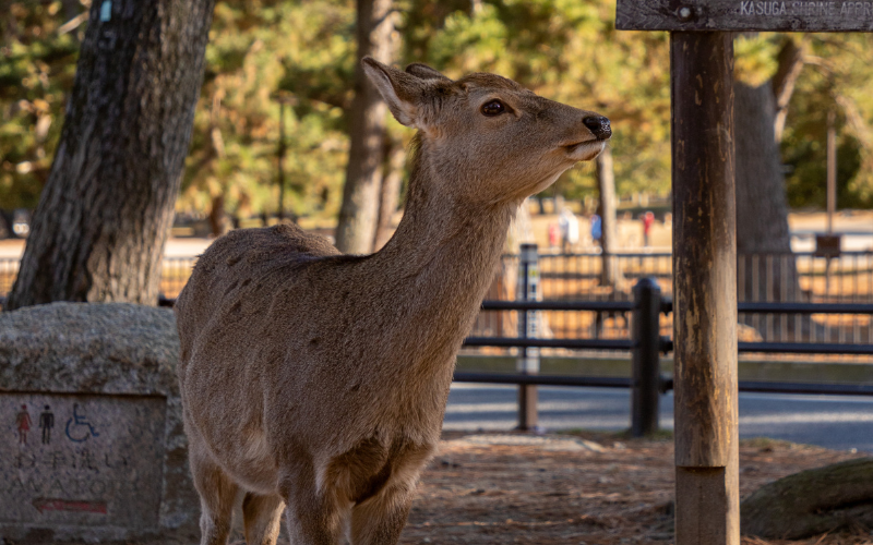 Vídeo de homem chutando os cervos de Nara gera revolta no Japão