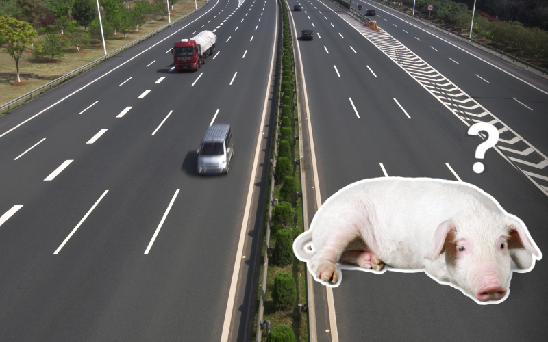 Um porco encontrado na via expressa causa confusão na província de Aichi