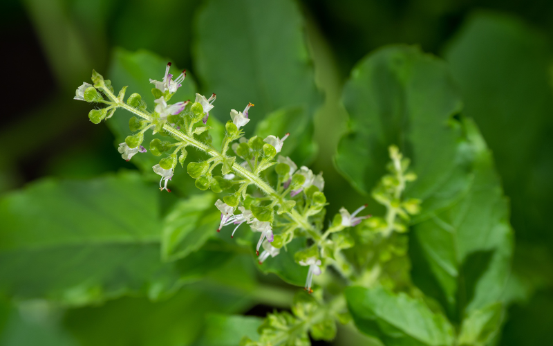Pesquisadores japoneses encontram substância no manjericão que pode inibir a COVID