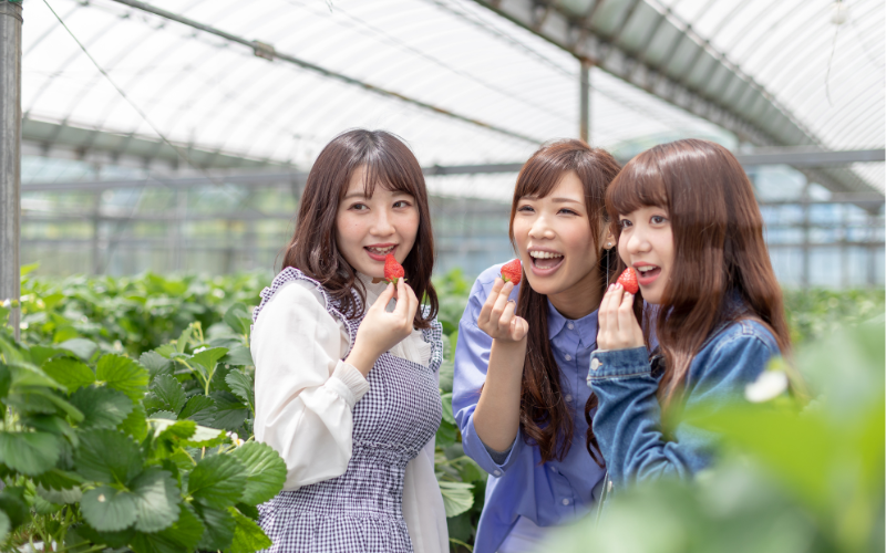 ichigogari no Japão